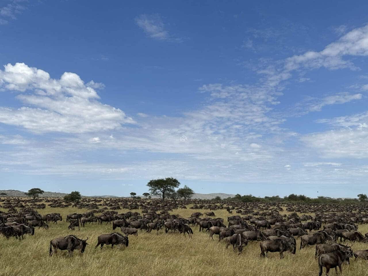 tot aan de horizon een grote groep gnoes die grazen op de savannes van de serengeti