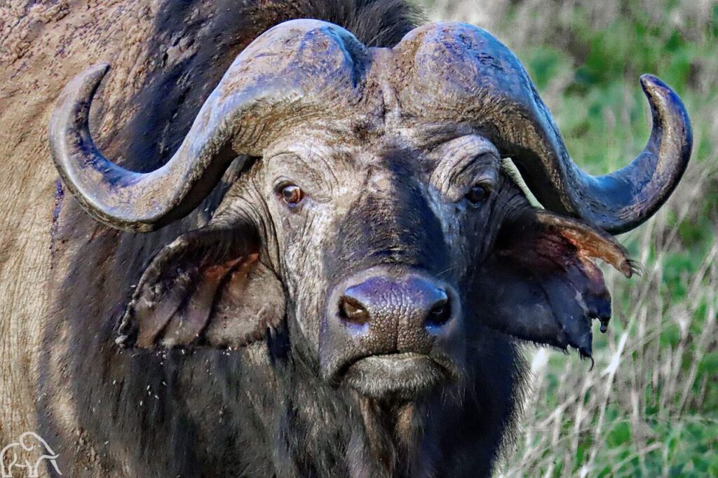 Reiservaring rondreis Tanzania. Kop van een buffalo met grote hoorns in Serengeti Nationaal Park.