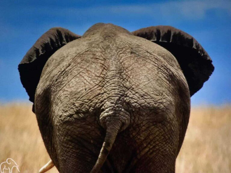 Review safari Tanzania. De achterkant van een olifant