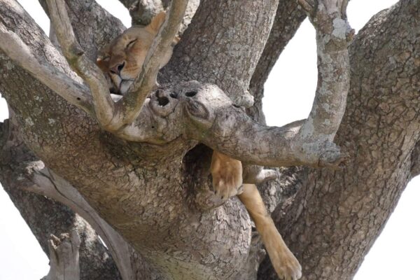 Een slapende leeuwin in een accaciaboom. Gespot tijdens een safari in tanzania door gasten van Droomreis Tanzania