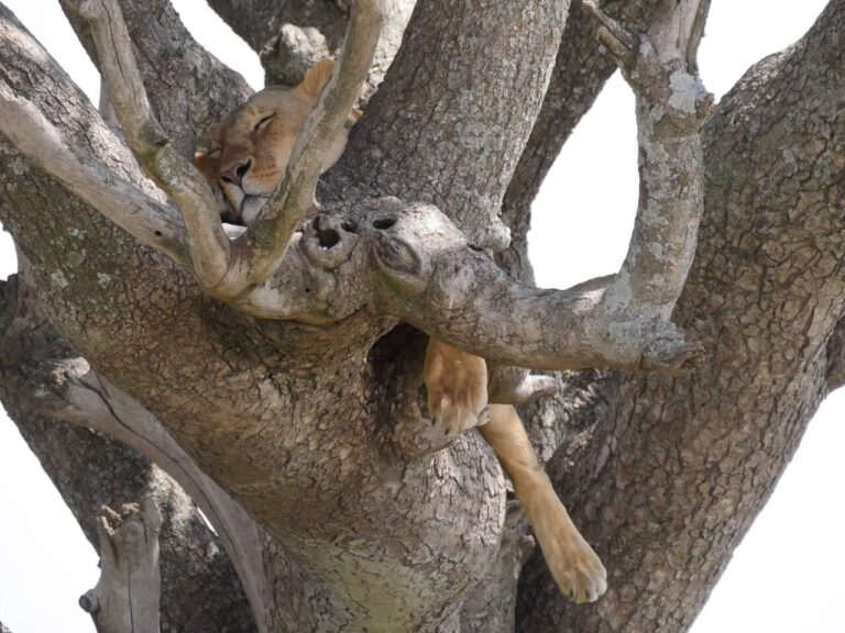 Een slapende leeuwin in een accaciaboom. Gespot tijdens een safari in tanzania door gasten van Droomreis Tanzania