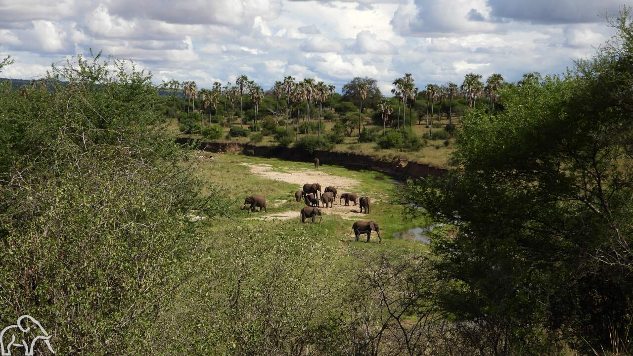 Privé rondreis Tanzania. Landschap waar een rivier doorheen stroomt. In de bedding van de rivier staan olifanten