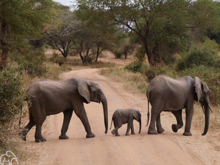 Familie safari Tanzania. Overstekende olifanten met in het midden een klein olifantje. Ze lopen de weg over in Tarangire. National Park.