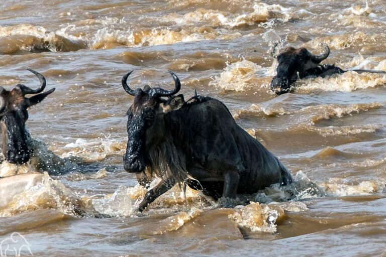 Grote migratie Tanzania. Gnoes in de woeste Mara rivier tijdens hun oversteek