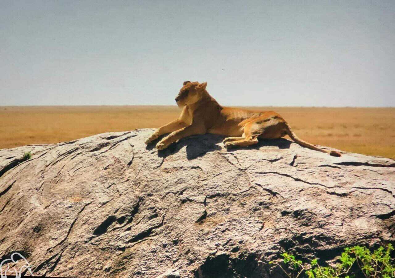 Leeuwin op een kopje uitkijkend over de vlaktes van de Serengeti. Safari Tanzania
