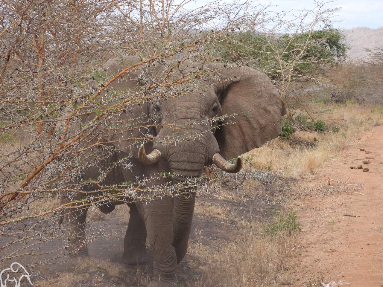 Mkomazi national parkt Tanzania. Olifant die heel dichtbij half achter een bosje gespot is tijdens een gamedrive 