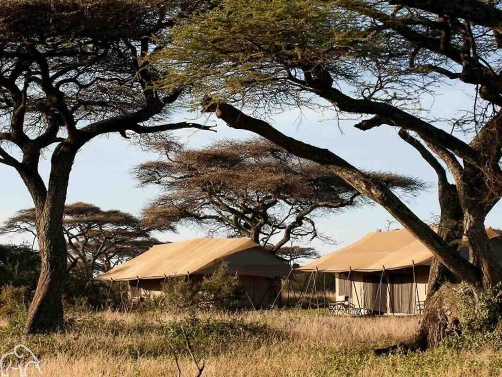 Tijdens een rondreis door Tanzania kwamen we op de Serengeti bij ons Migratie Tented Camp. Dor hoog gras met op de voorgrond acacia bomen en daarachter twee kaki gekleurde safari tenten die bijna opgaan in het landschap. Dit is het echte out in Africa gevoel