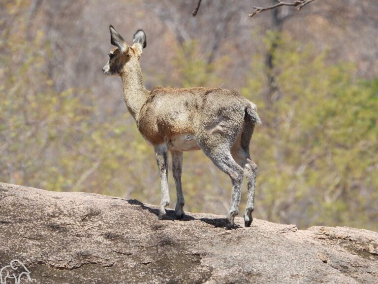 Ruaha national park. Tijdens een safari door Tanzania gespot een steenbok die op een groot rotsblok staat