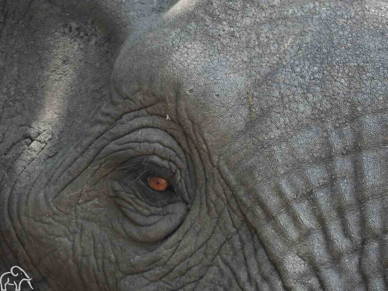 Safari Tanzania met een closeup van het oog van een olifant en een klein stukje van zijn hoofd. Het oog is bruin en heeft een klein zwarte pupil
