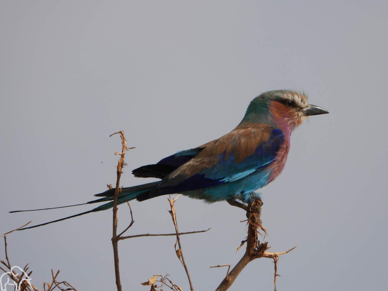 Vogels reis Tanzania. Kleurrijke Lilac brested roller op een tak.