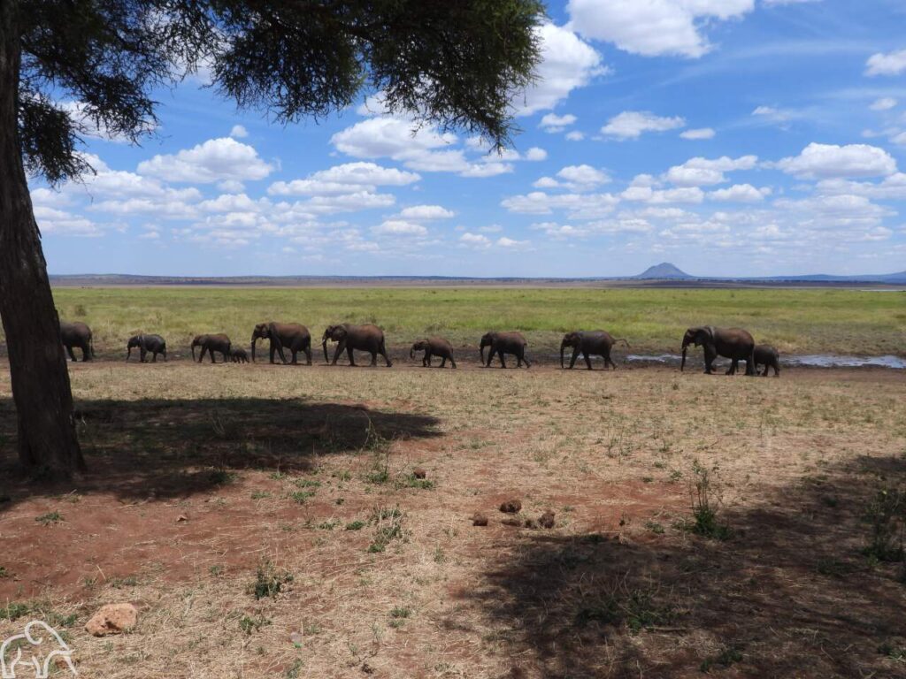 Tarangire national park gamedrive. Grote groep olifanten die op een rijtje langs de oever van een moeras lopen