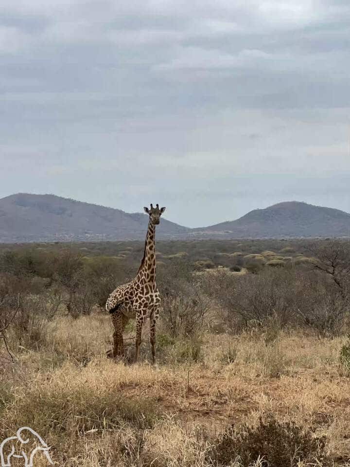 Safari rondreis Tanzania. Giraf je aankijken in Mkomazi National Park