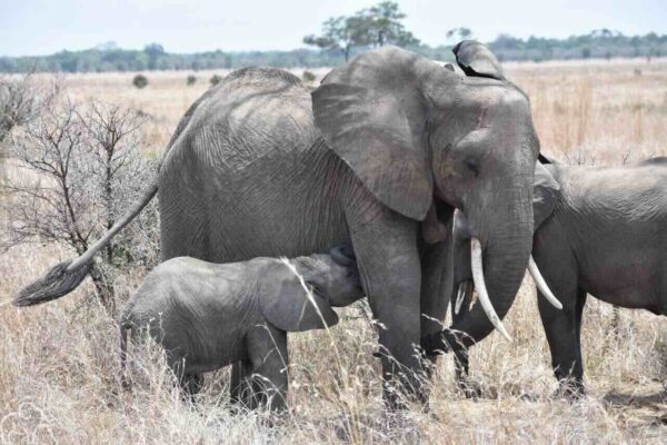 Review rondreis Tanzania. In Mikumi Nationaal Park een klein olifantje die drinkt bij zijn moeder