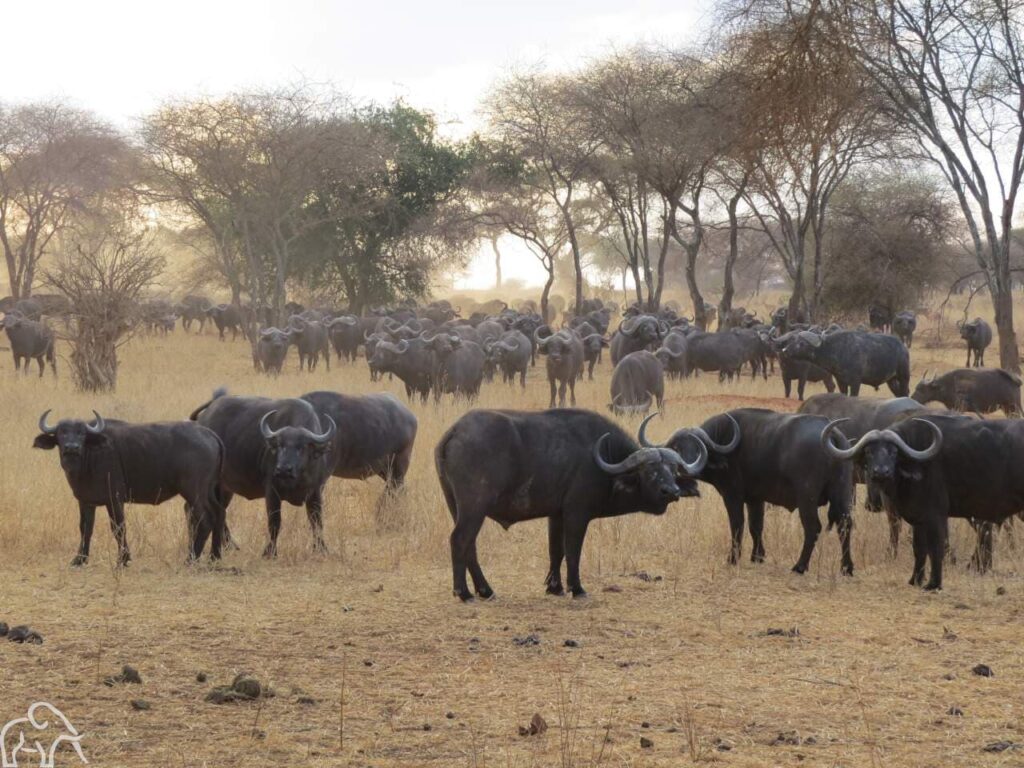 Inspectiereis van Droomreis Tanzania die in Tarangire National Park een grote groep buffels aantreft in het ochtendlicht die je aankijken.