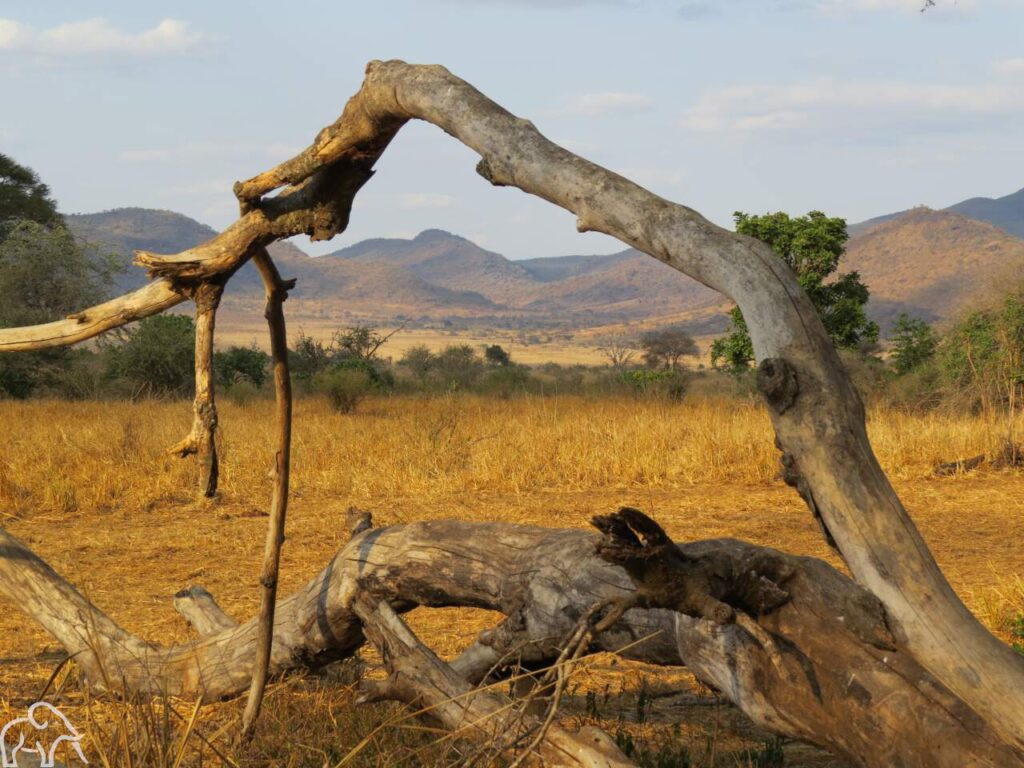 Uitzicht op het landschap van Mkomazi national park met op de voorgrond een boomstronk en gele grassen, een bomenrij en op de achtergrond een bergachtig landschap tijdens een safari van een inspectiereis van Droomreis Tanzania.