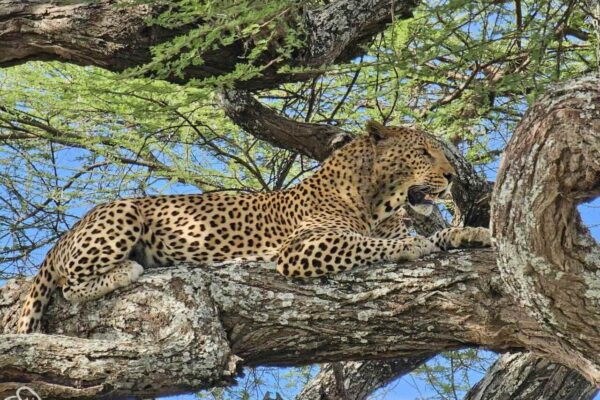 Safari Tanzania. Luipaard liggend op een tak in een boom