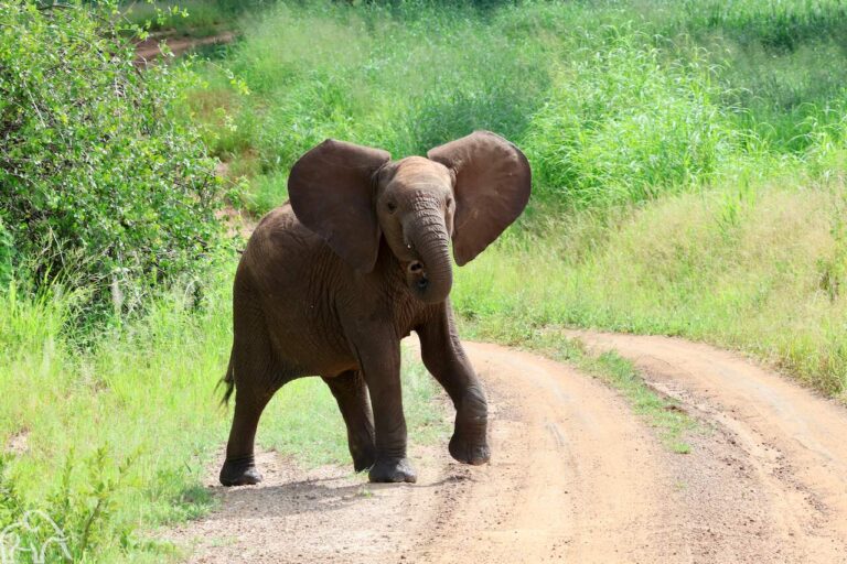 Olifant die aanstalten maakt om naar de safariauto te komen
