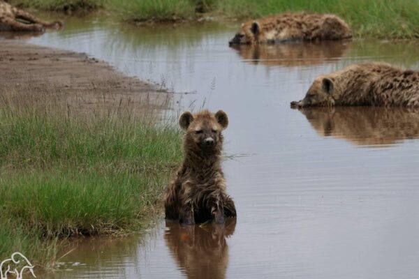3 hyenas in een plas 2 liggen in het water 1 zit rechtop in het water.