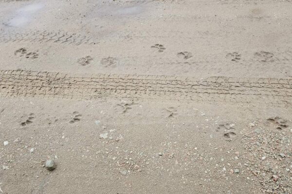 voetafdrukken in het zand van een leeuw gespot tijden een wandelsafari tanzania