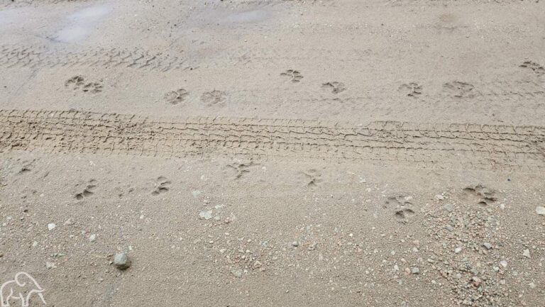 voetafdrukken in het zand van een leeuw gespot tijden een wandelsafari tanzania