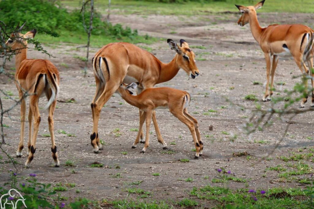 Een jonge gazelle die bij de moedergazelle drinkt