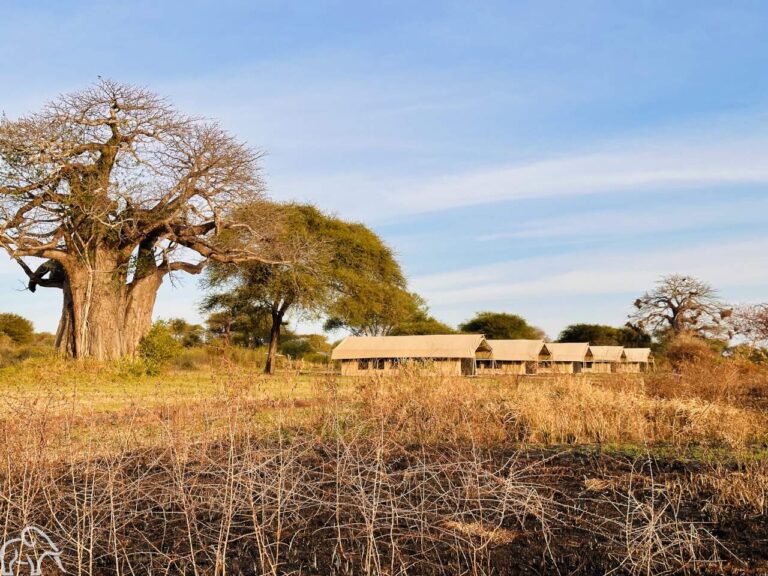Tortilles Camp Tarangire Tanzania