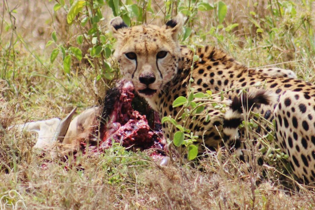 cheeta met impala prooi