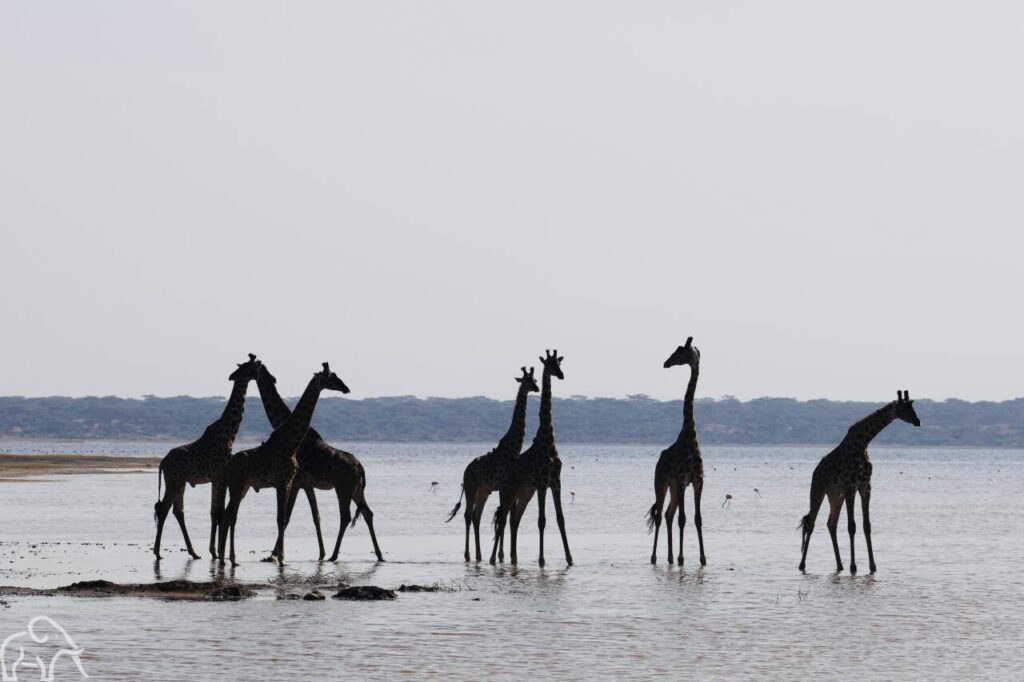 Groep giraffes staand in het water bij lake ndutu tanzania