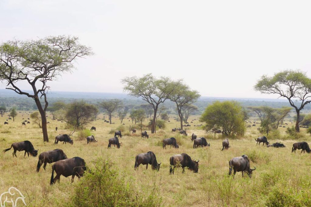grote groep gnoes grazend op de vlaktes van de serengeti maatwerk rondreis tanzania