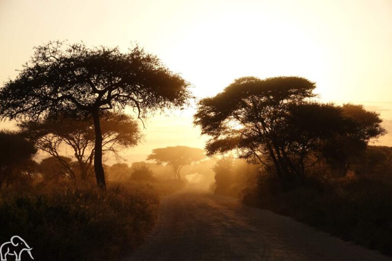 ochtendzon door een mistig landschap van tarangire tanzania