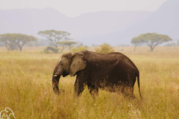 olifant die loopt door het goudgel gras in de ochtend