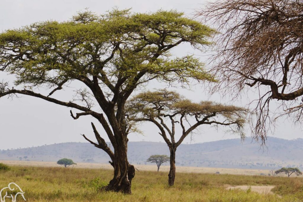 typisch landschap van de serengeti met de paraplu acacia safari rondreis tanzania