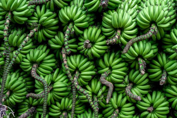 Allemaal trossen groene bananen