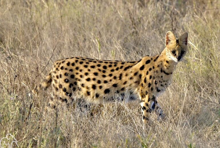 Serval lopen in het hoge gras van Ndutu Tanzania