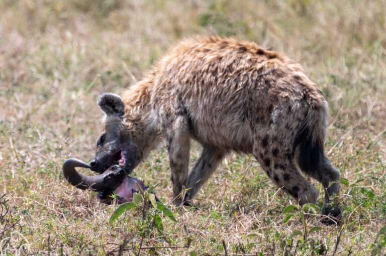 Hyena die eet aan de schedel van een gnoe