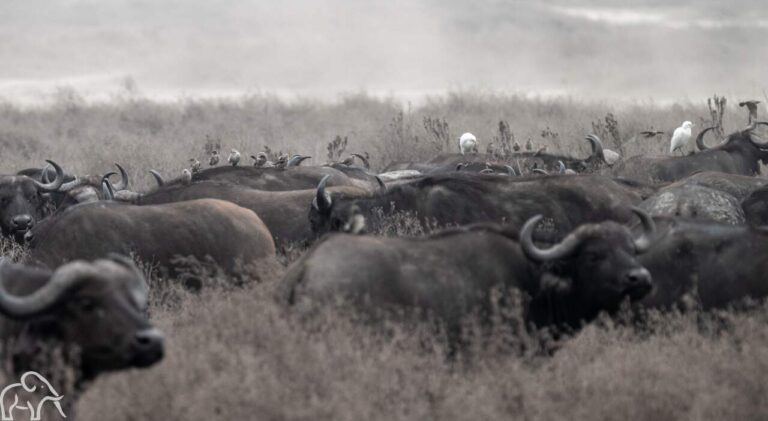 grote groep buffalo's in een mistig landschap