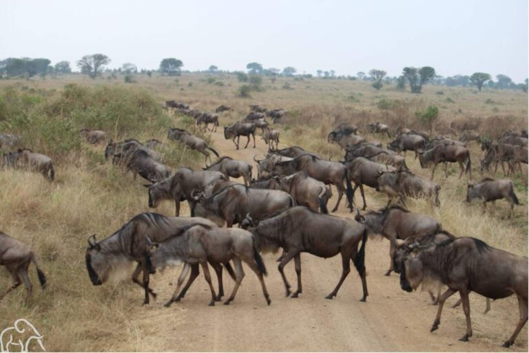 Overstekende gnoes serengeti tanzania