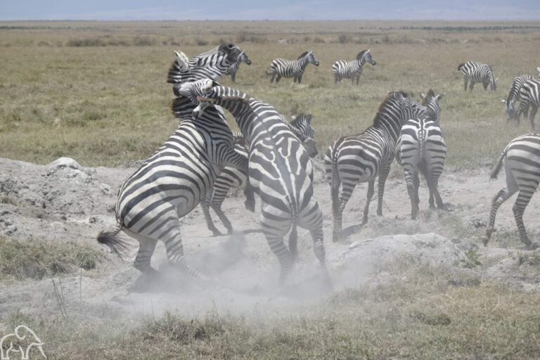 Vechtende zebras met opwaaiend stof tot gevolg