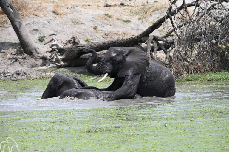 Plonzende en badende olifanten tijdens een rondreis door Tanzania