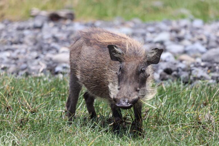 pumba van dichtbij