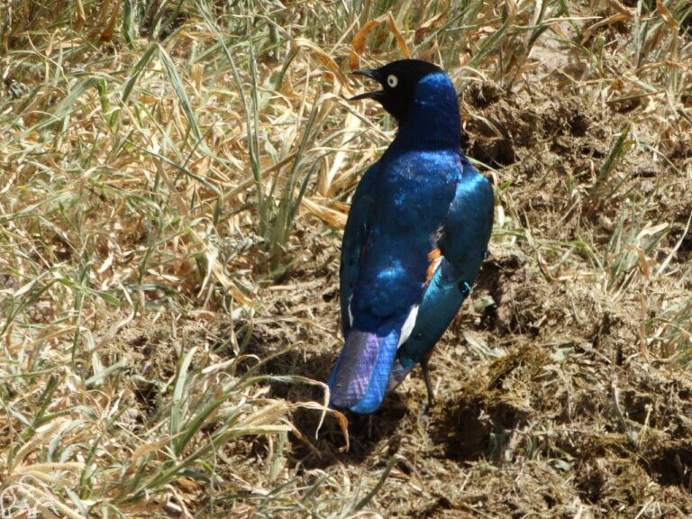 Superb Starling Prachtglansspreeuw vogel met blauwe veren van de achterkant.