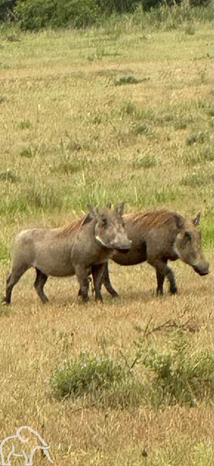 twee pumba's in Mikumi