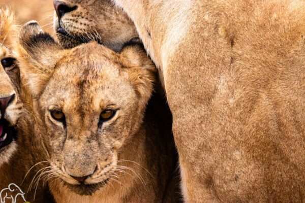 Een welpje gespot tijdens een individuele rondreis door Tanzania