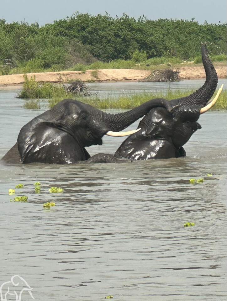 Twee olifanten badderen in een modderpoel; hun koppen en ruggen steken boven het water uit. Eén olifant houdt zijn slurf speels omhoog, terwijl de ander zijn slurf op het hoofd van zijn metgezel laat rusten.