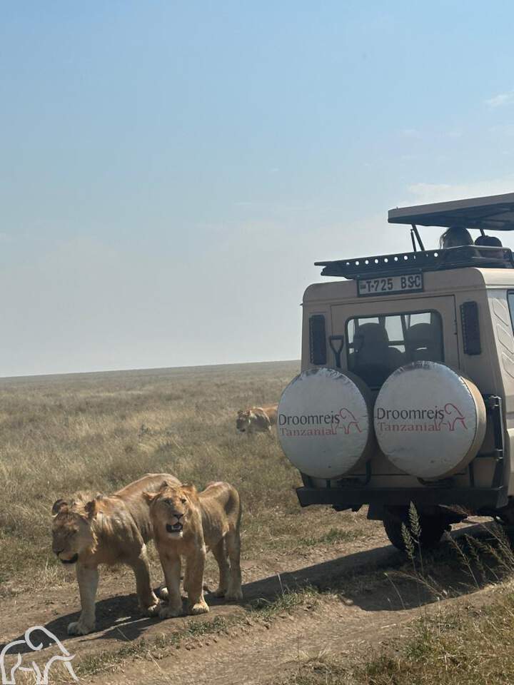 twee leeuwen achter de safariauto van Droomreis Tanzania