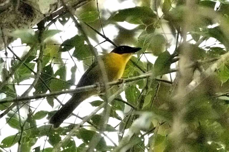 Gele vogel met zwarte rug in Uluguru Moutains Tanzania