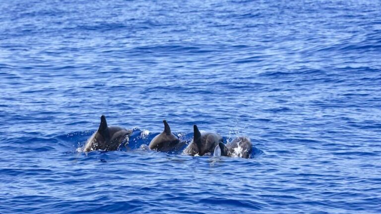 vier dolfijnen voor de kust van Kizimkazi Dolphin Bay Zanzibar