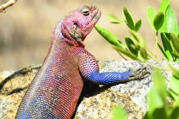 Rood en blauwgekleurde hagedis op een steen
