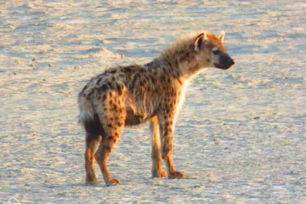Hyena staand in het zand en die op zij kijkt met gekleurd licht van een zonsondergang