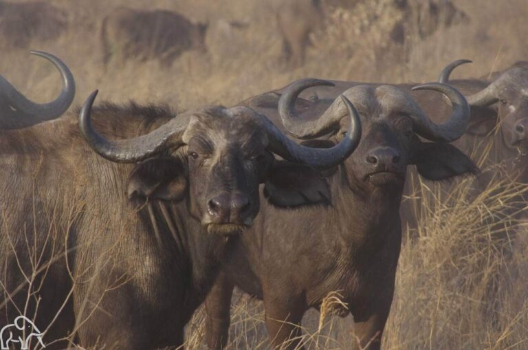 Twee buffels die je recht aankijken met daarachter de rest van de kudde in een omgeving van goudgeel gras